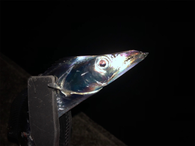 なかなかサイズ上がらず