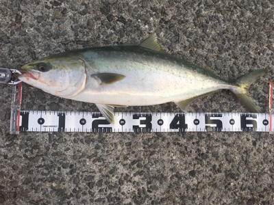 呑ませ一投目一発ツモ！