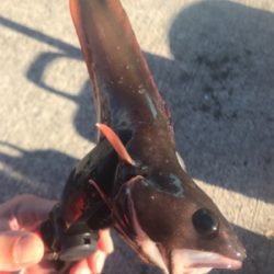 本命獲れず。。。