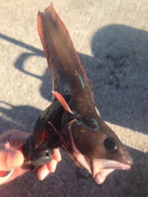 本命獲れず。。。