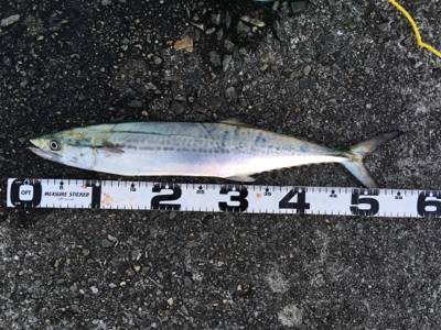 岸和田1文字、沖の南にて。大漁！