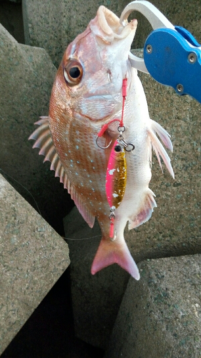 ショアジギング釣行