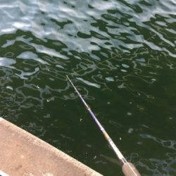 オクトパッシング