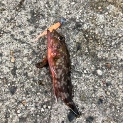 ロックフィッシュゲーム