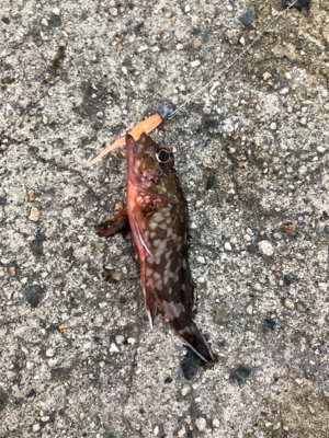 ロックフィッシュゲーム