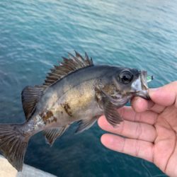 メバリング開幕!