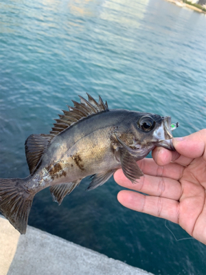 メバリング開幕!