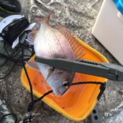 ファミリーちょい投げ釣り