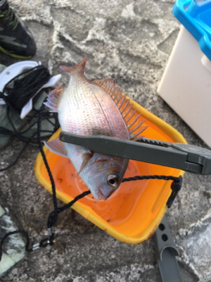 ファミリーちょい投げ釣り