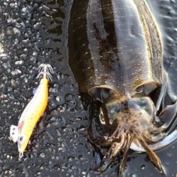 この時期にしちゃちっちゃ⁈