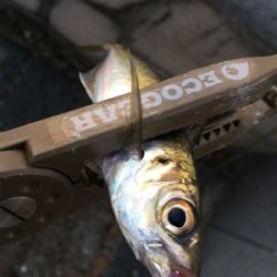 結局地元アジング(´-ω-`)