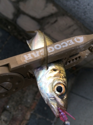 結局地元アジング(´-ω-`)