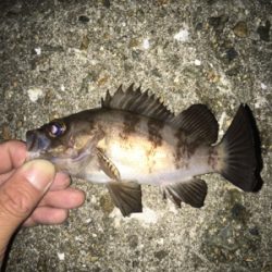 まだまだ小さい