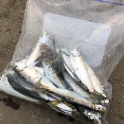 親子でサビキ釣り