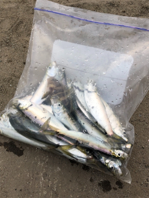 親子でサビキ釣り