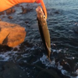 根魚よく釣れました