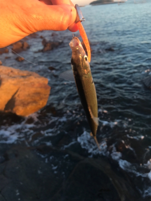 根魚よく釣れました