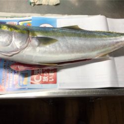 サビキからのノマセでメジロ