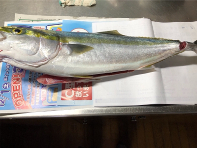 サビキからのノマセでメジロ