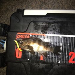 アジング撃沈後のマイメバリング開幕