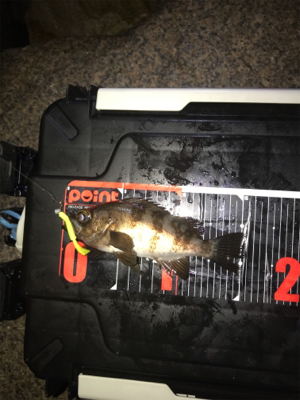 アジング撃沈後のマイメバリング開幕