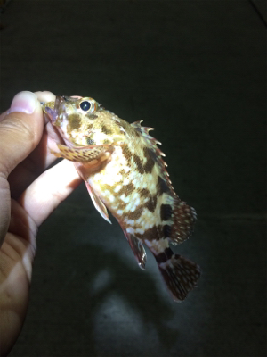 マリンピア沖洲でライトゲーム