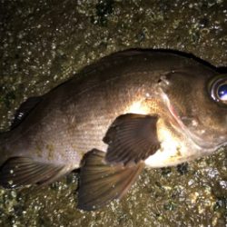 プラグが効かない…