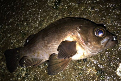 プラグが効かない…