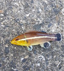 垂水漁港でファミリーフィッシング