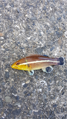 垂水漁港でファミリーフィッシング