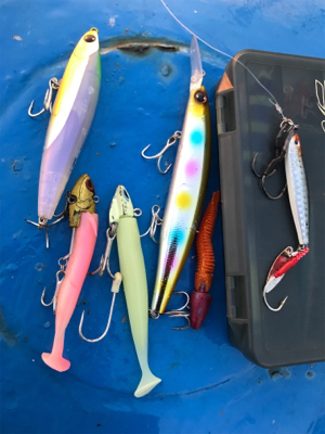 太刀魚撃沈、チビシーバス