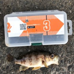 続ライトゲーム