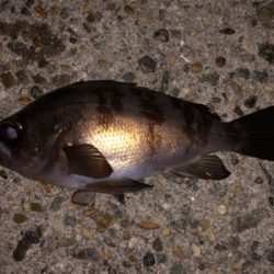 メバリングでタチウオ？