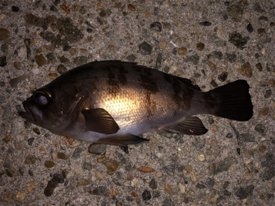 メバリングでタチウオ？