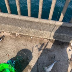 初めてのサゴシ