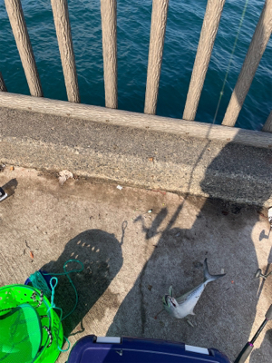 初めてのサゴシ