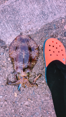 500のペットボトルよりは重いかな