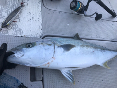 ヒラマサキャスティング