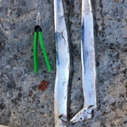 今年もあと何回いけるやろ、、、