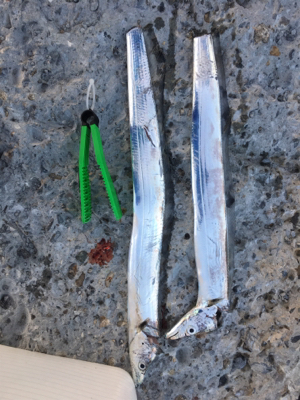 今年もあと何回いけるやろ、、、