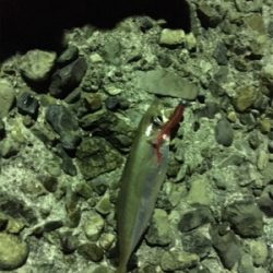 短時間アジング