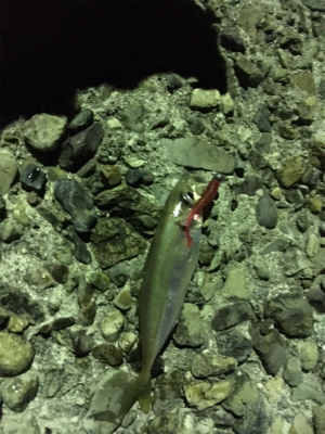 短時間アジング