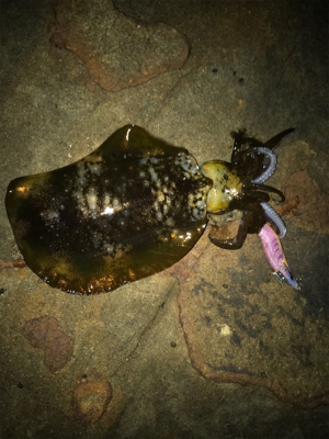 まだまだいけそう