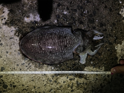 帰宅ついでの釣り