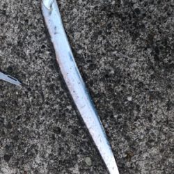 3度目の武庫一…今日は一人で