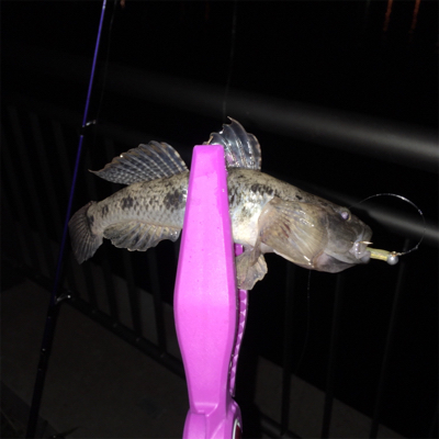 大阪湾奥アジング&ワインド 5目達成！