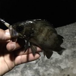 ナイトメバリング