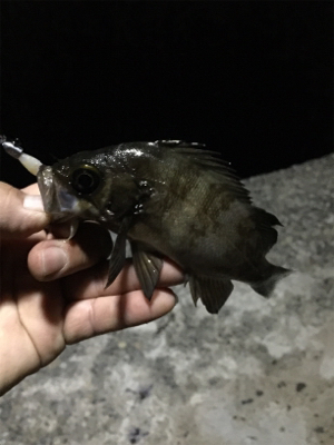 ナイトメバリング