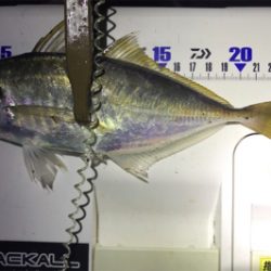 久しぶりのアジの群れ