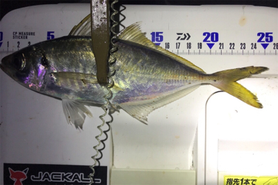 久しぶりのアジの群れ